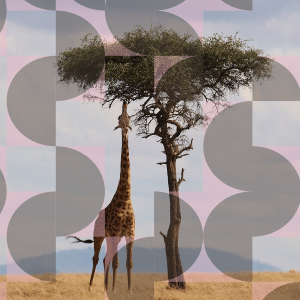 giraffe greenmonkeys proeftijd